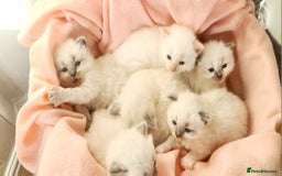 Ragdoll cats for sale: Pure ragdoll kittens - Image 8