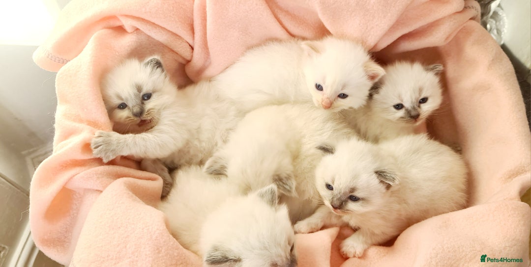 Ragdoll cats for sale: Pure ragdoll kittens - Image 8