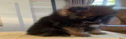 Pomeranian dogs for sale: Pomeranian in Widnes - Advert 12