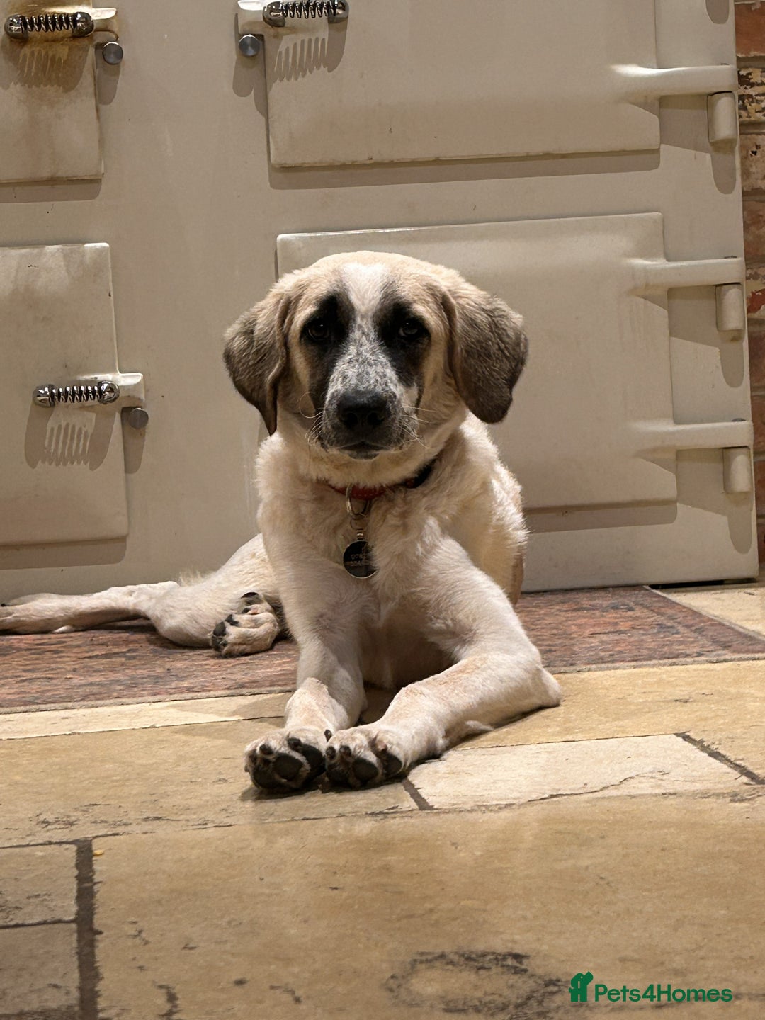 Mixed Breed dogs for adoption: Amara: Beautiful Soul Seeking a Family to Love - Advert 1