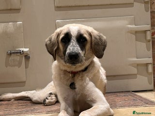 Mixed Breed dogs Amara: Beautiful Soul Seeking a Family to Love - Advert 1