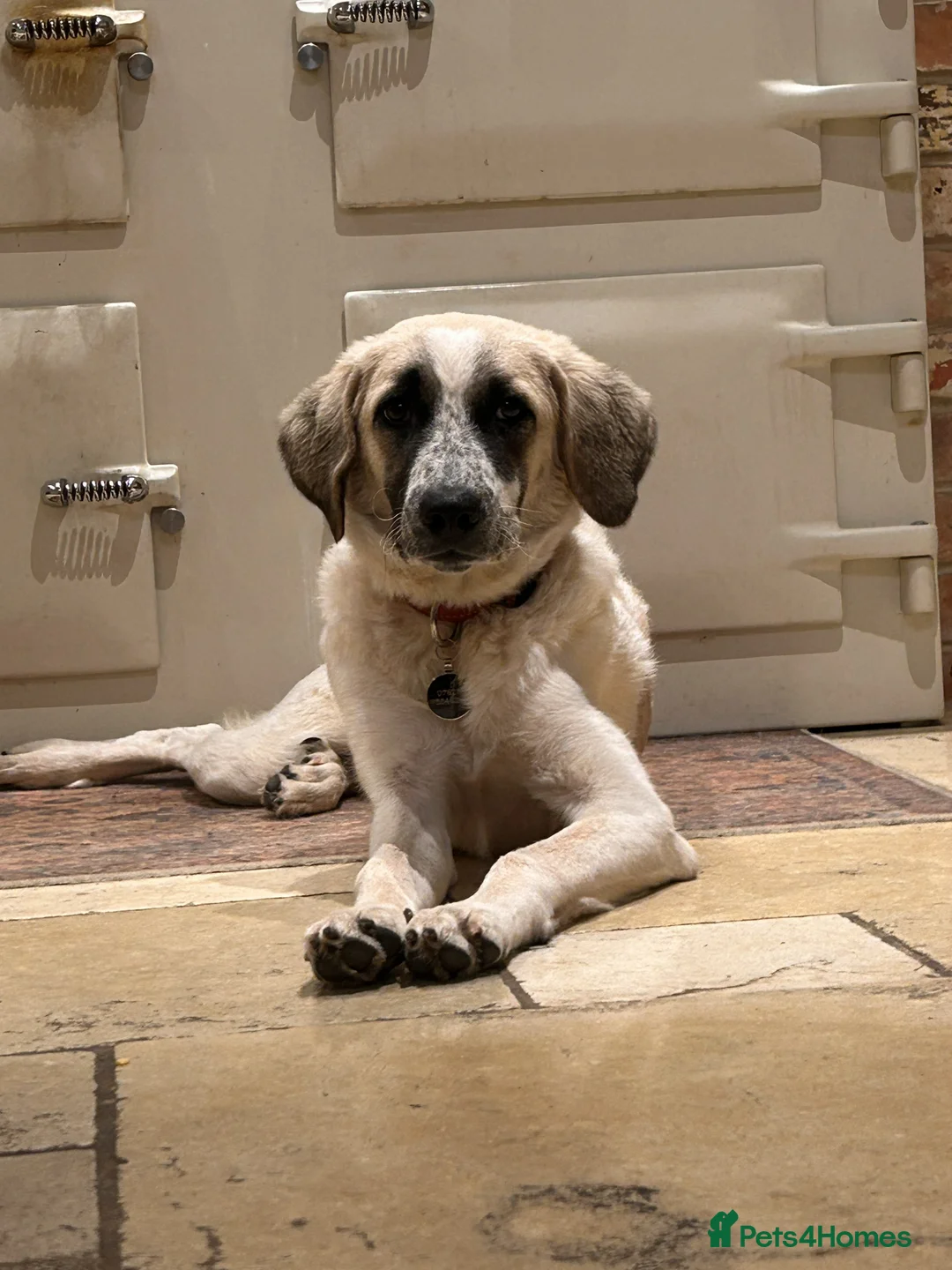 Mixed Breed dogs for adoption: Amara: Beautiful Soul Seeking a Family to Love - Advert 12