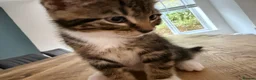 Mixed Breed cats for sale: 3 lovely kittens litter trained and on dry food - Advert 5