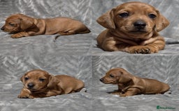Miniature Dachshund dogs for stud: Champion Sired, Crufts Qualified Shaded Red in Dalry - Image 10