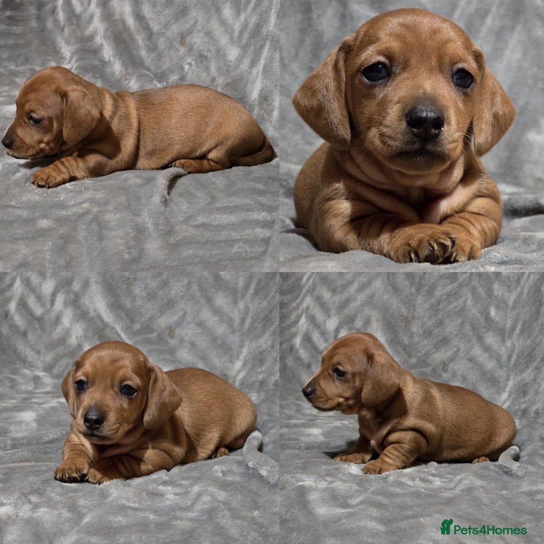 Miniature Dachshund dogs for stud: Champion Sired, Crufts Qualified Shaded Red in Dalry - Image 10