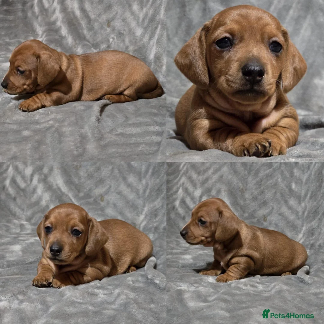 Miniature Dachshund dogs for stud: Champion Sired, Crufts Qualified Shaded Red in Dalry - Advert 10
