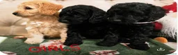 Cockapoo dogs for sale: F1 Cockapoos hereditary clear - Advert 3