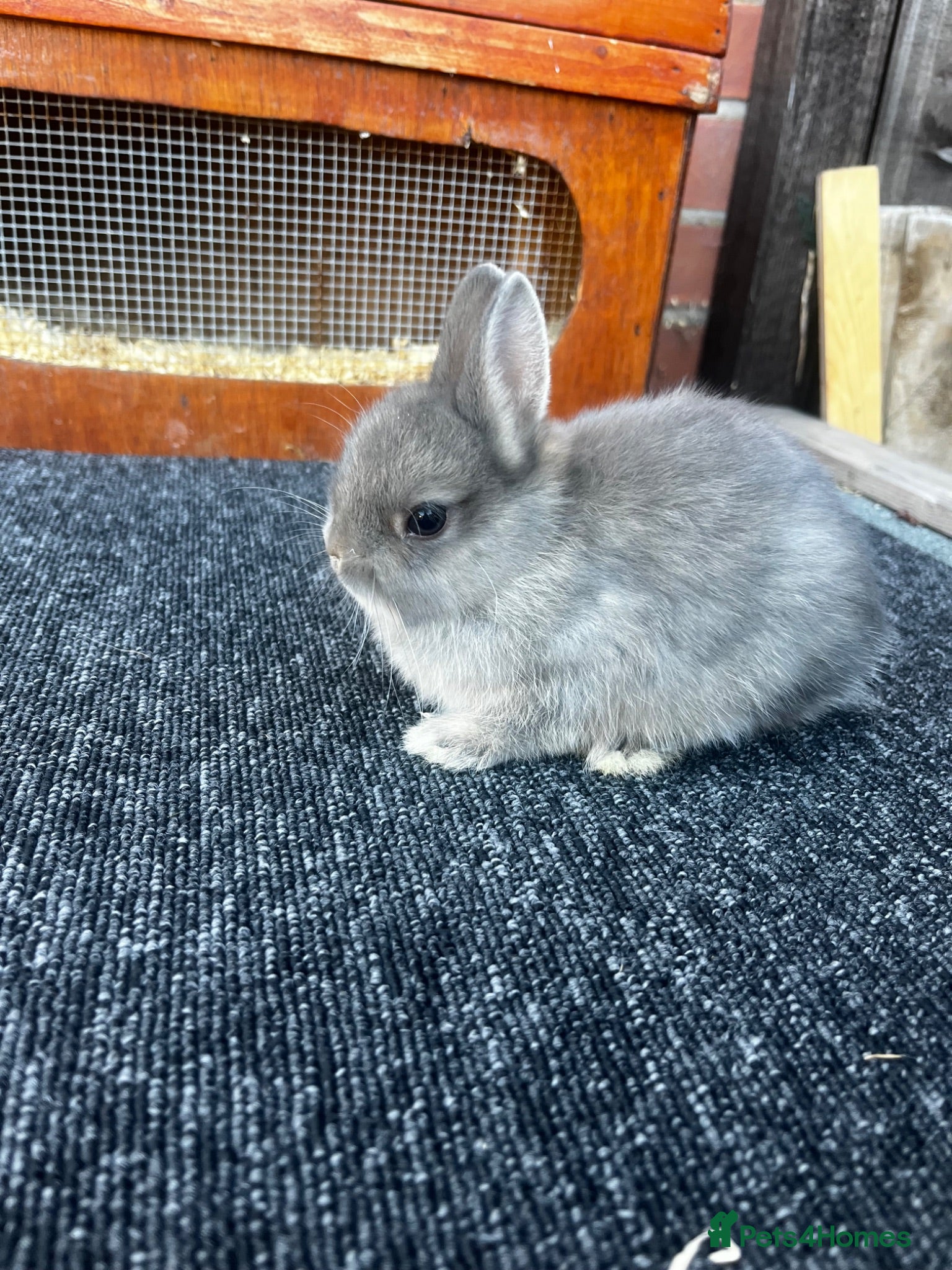 Netherland Dwarf rabbits Two beautiful netherland dwarfs  - Advert 3