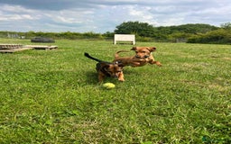 Mixed Breed dogs for sale: Hungarian Vizsla Mix - Image 13