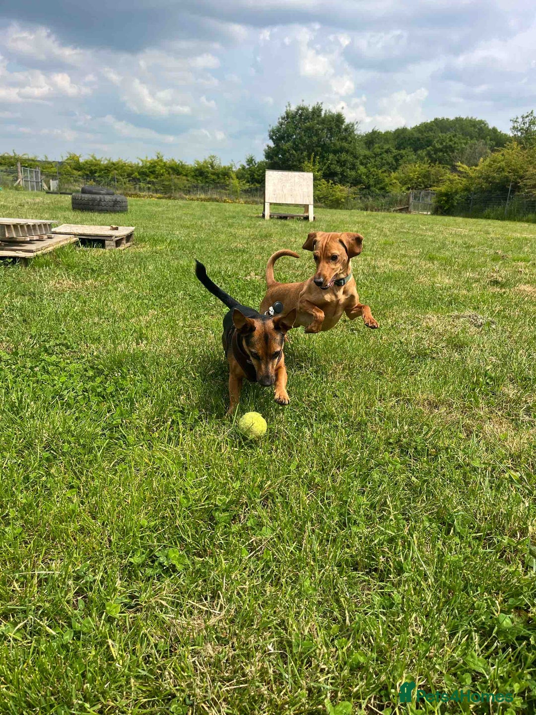 Mixed Breed dogs for sale: Hungarian Vizsla Mix - Image 13