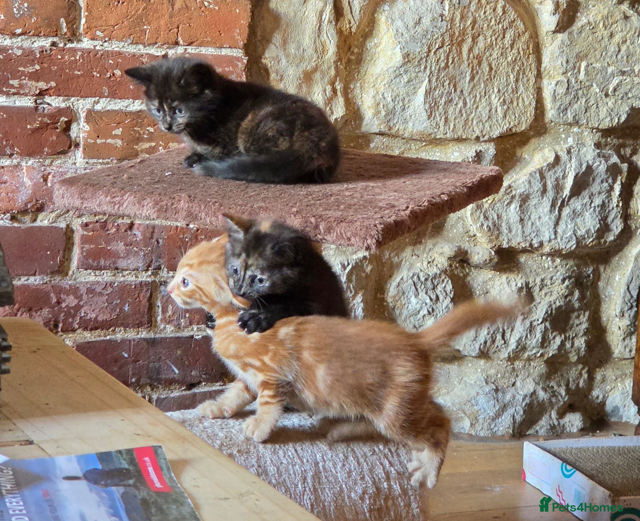 Mixed Breed cats Beautiful kittens mixed bengal  - Advert 1