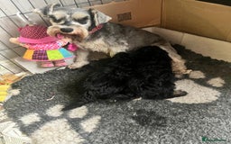 Schnoodle dogs for sale: BEAUTIFUL SCHNOODLE PUPPIES 🐶❤️ - Image 18