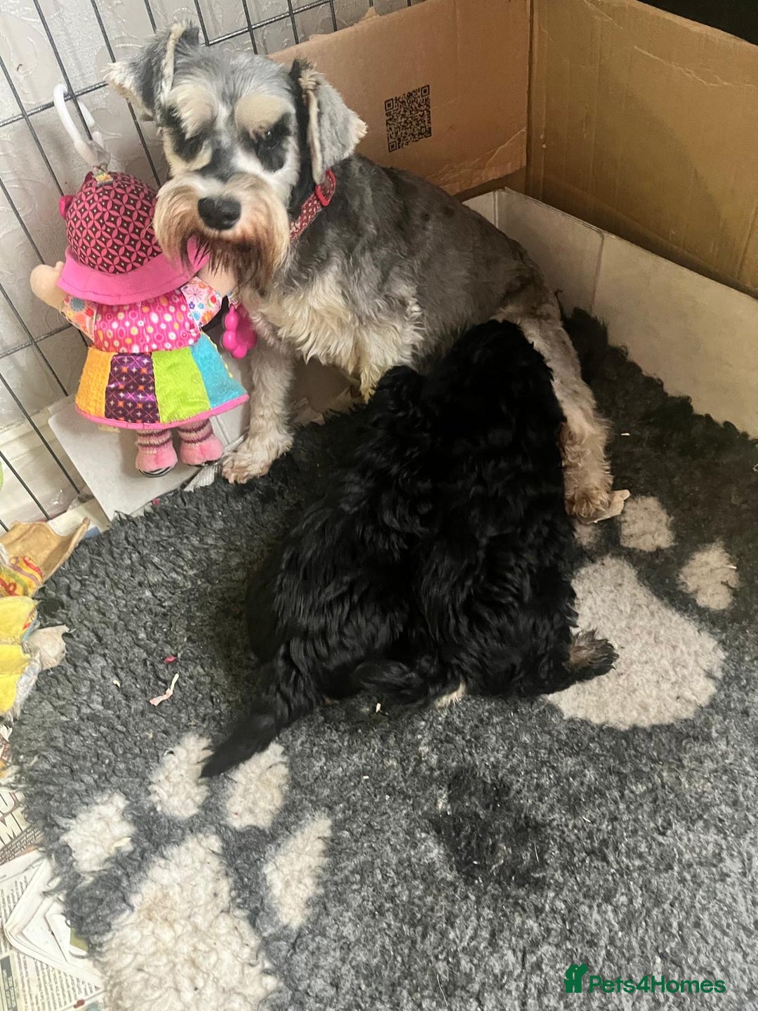 Schnoodle dogs for sale: BEAUTIFUL SCHNOODLE PUPPIES 🐶❤️ - Image 18