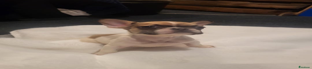 French Bulldog Puppy 6