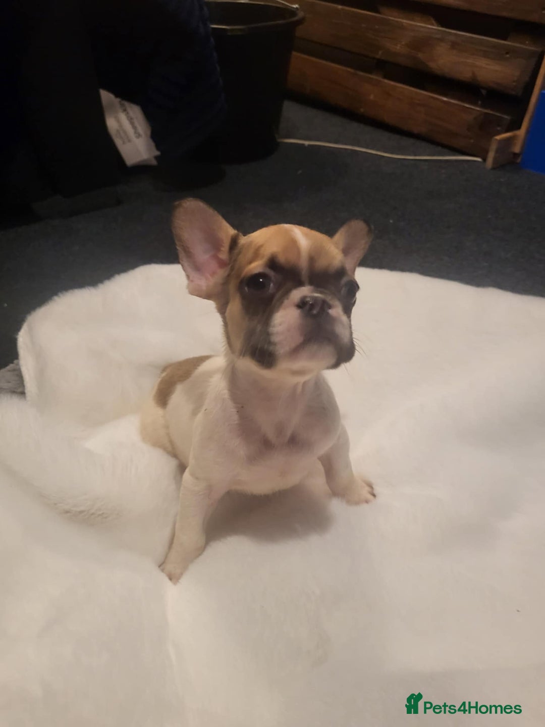 French Bulldog dogs for sale: French bulldog 2 boys and four girls - Image 10