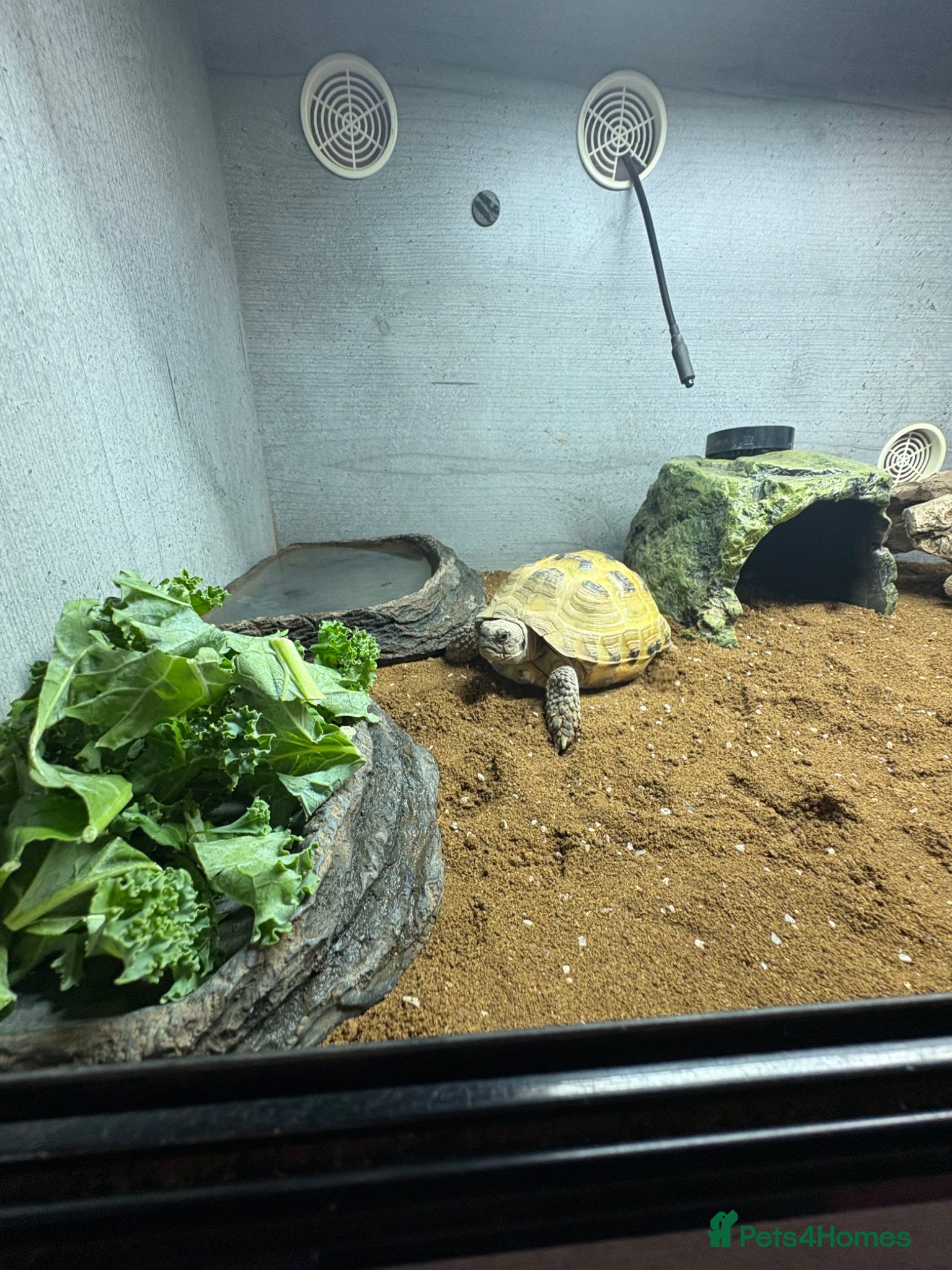 Tortoise reptiles for sale: Horse field tortoise  - Advert 6