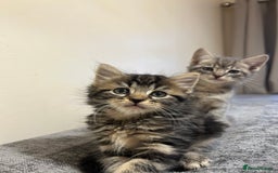 Mixed Breed cats for sale: Kittens lovely kittens  - Advert 17