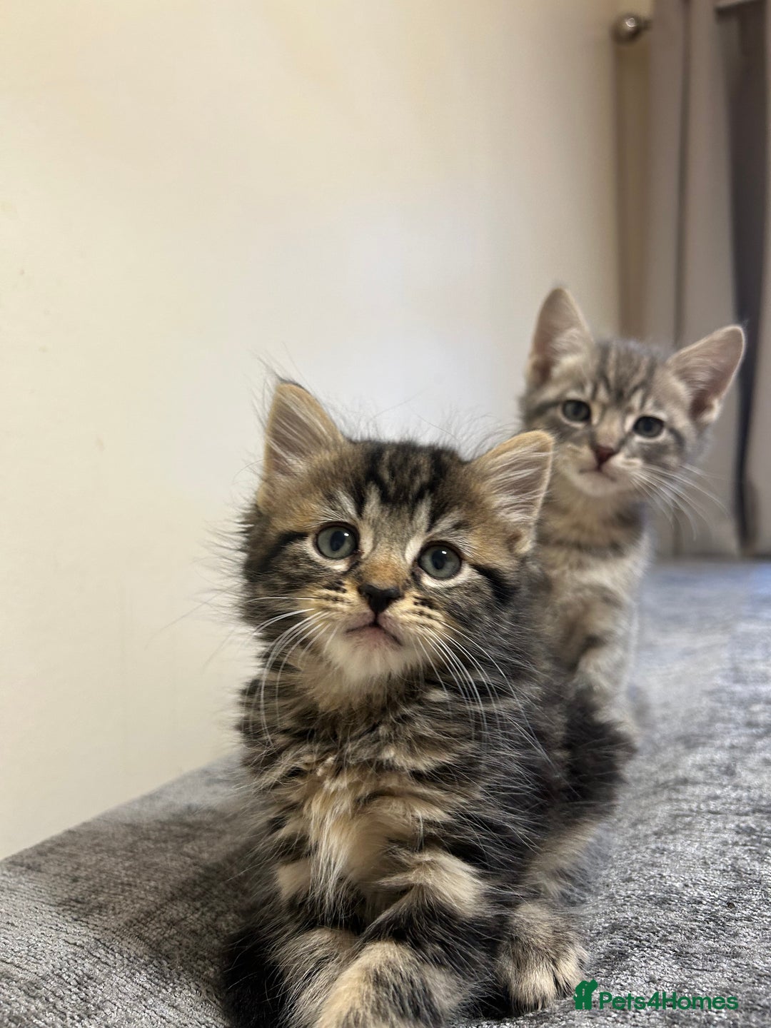 Mixed Breed cats for sale: Kittens lovely kittens  - Advert 17