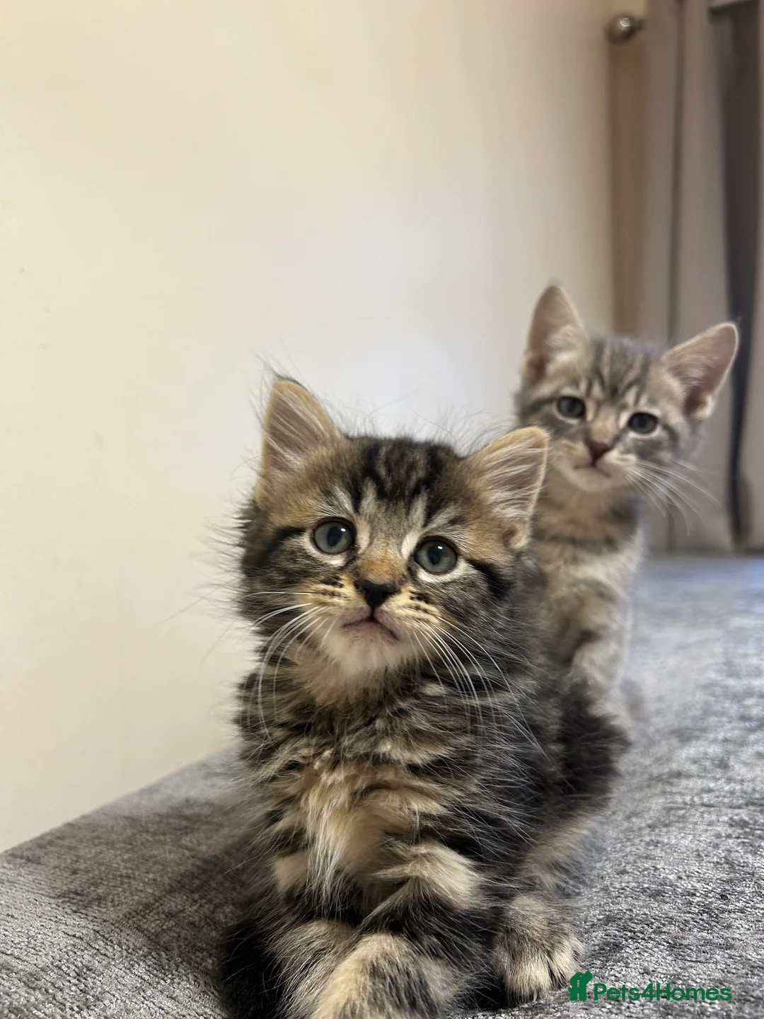 Mixed Breed cats for sale: 8 weeks old Kittens lovely kittens  - Advert 18