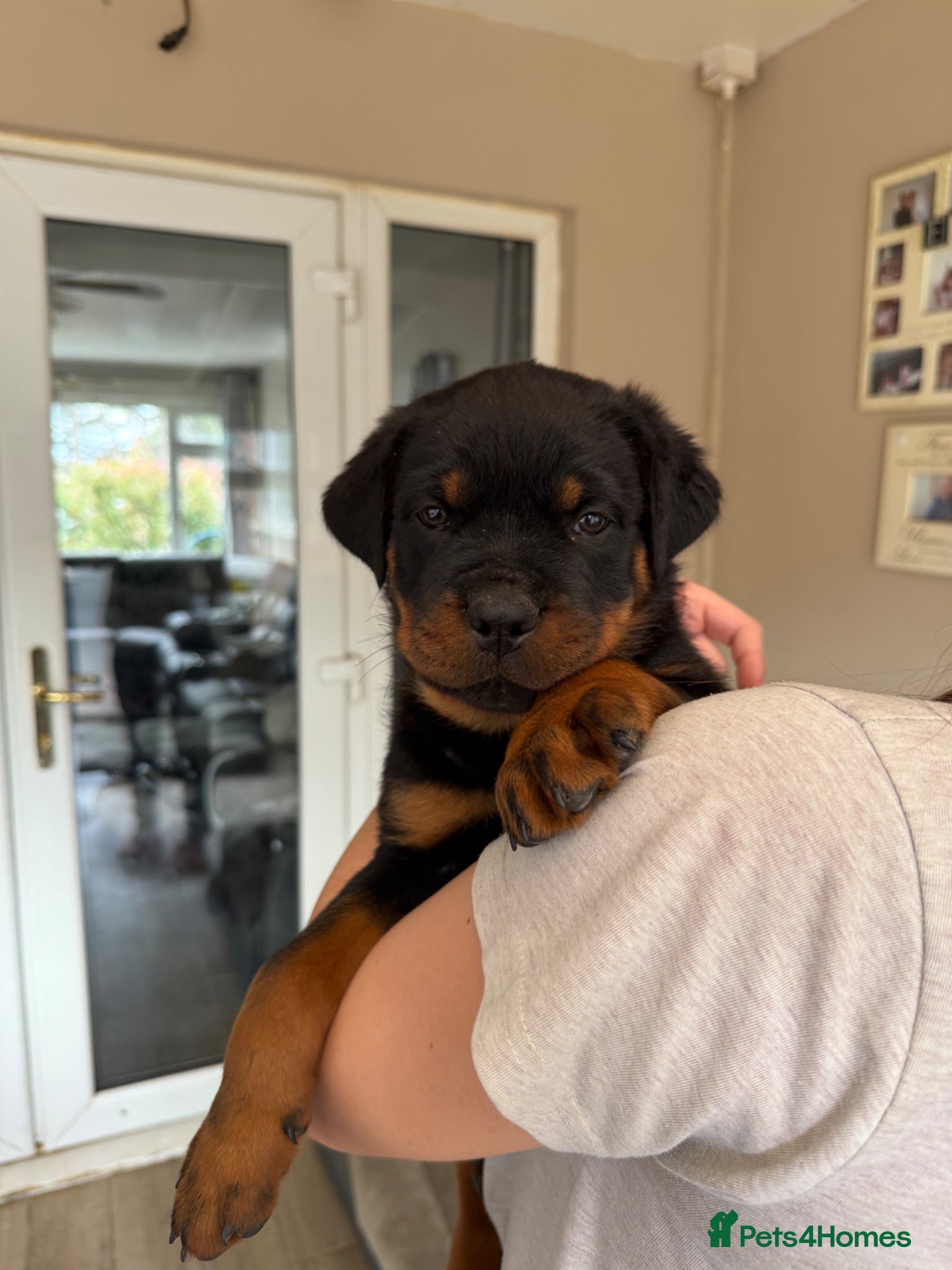 Rottweiler dogs 4 KC Registered Chunky Rottweiler Pups for Sale - Advert 12