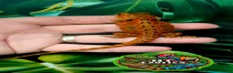 Bearded Dragon reptiles for sale: Holdback Release at HT exotics!!  in Scunthorpe - Advert 5