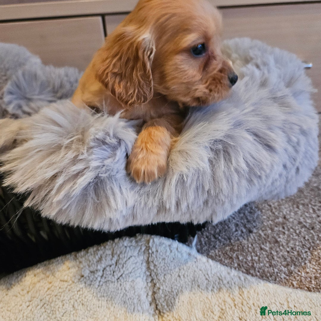 Cocker Spaniel dogs for sale: Rare Merle Working Type Cocker Spaniels - Advert 14