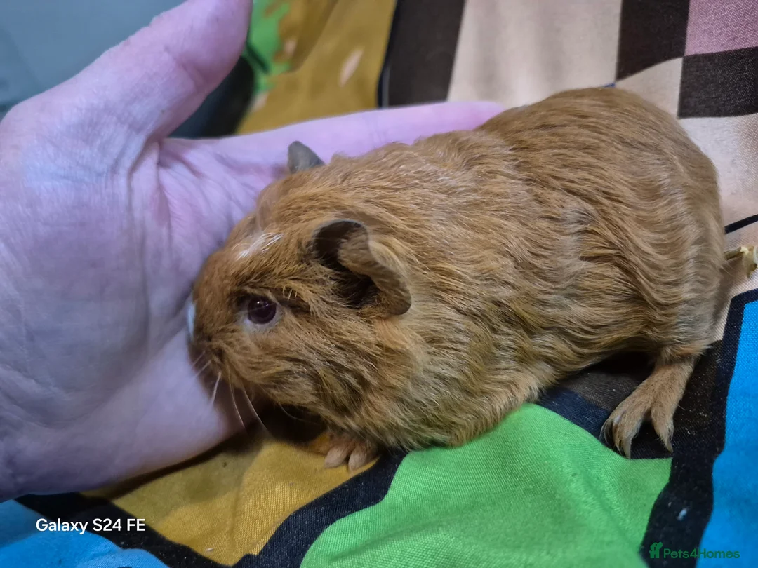 Guinea Pig rodents for sale: Skinnies and guineas for sale  - Advert 1