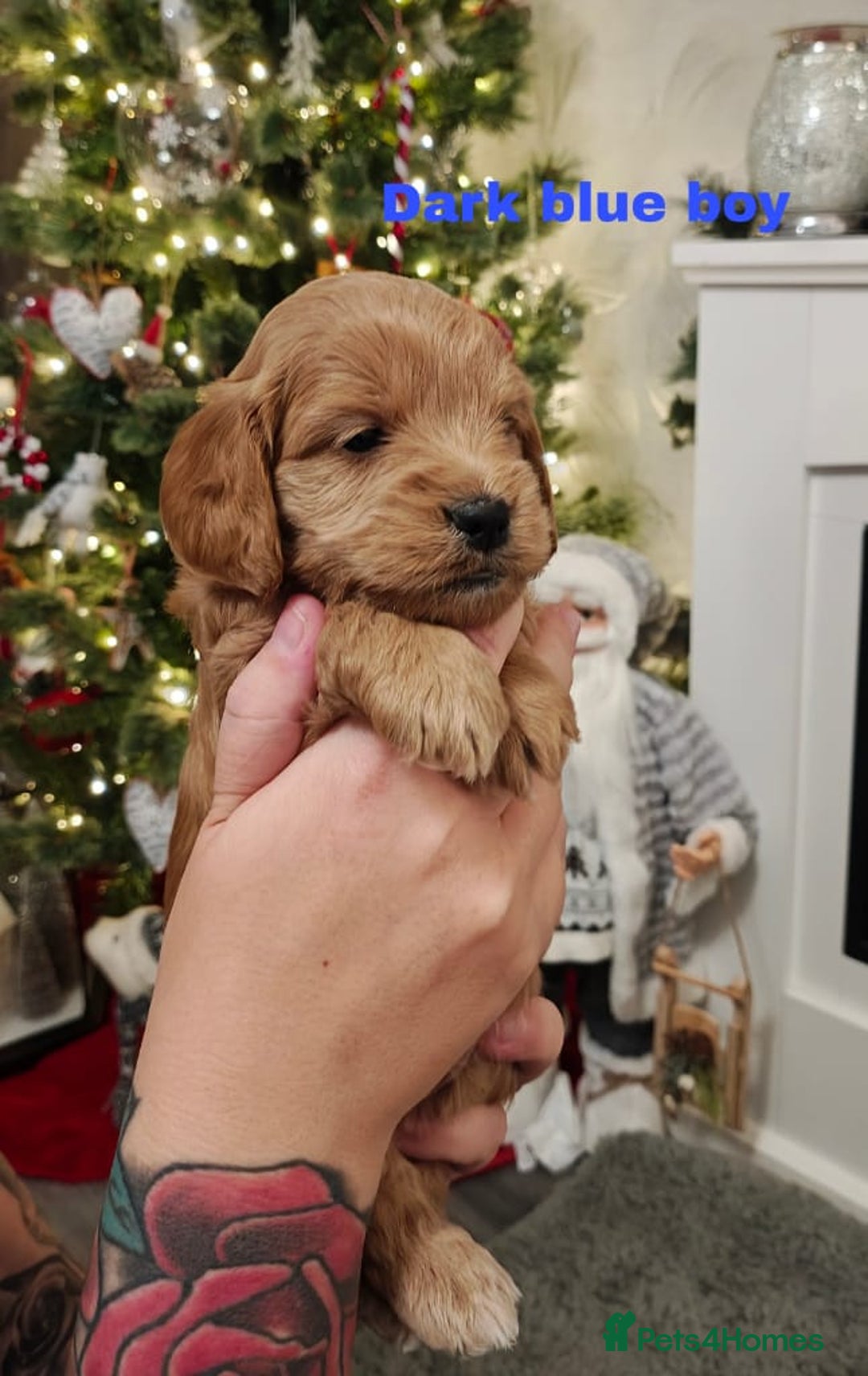 Cockapoo dogs for sale: Beautiful cockapoos puppies  - Advert 2