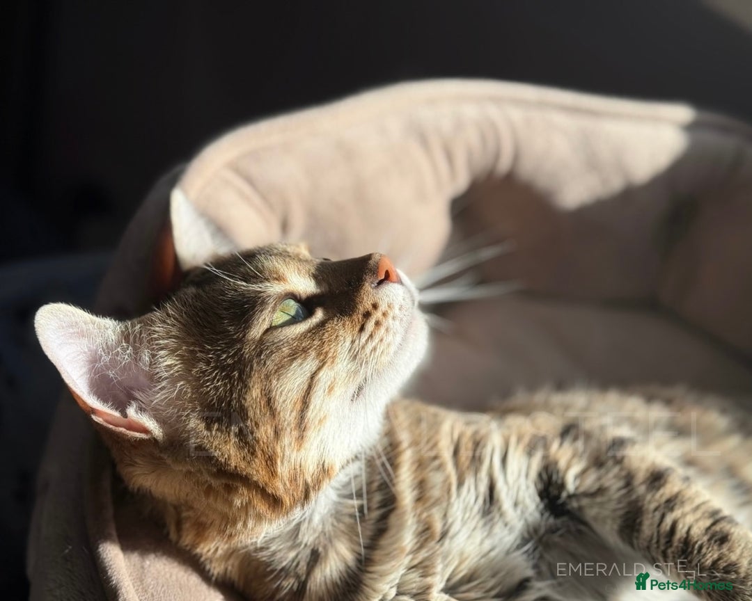 Bengal cats for sale: Pure Pedigree TICA Early Generation Bengal - Advert 20