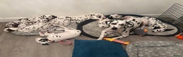 Dalmatian dogs for sale: Stunning mixed litter of Dalmatians  - Advert 12