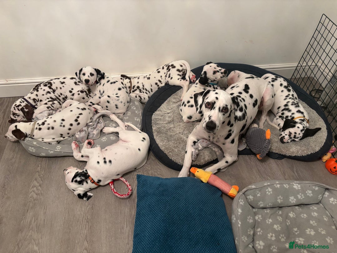Dalmatian dogs for sale: Stunning mixed litter of Dalmatians  - Advert 12