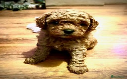 Cavapoo dogs for sale: Gorgeous Red Cavapoo Puppies - Image 4