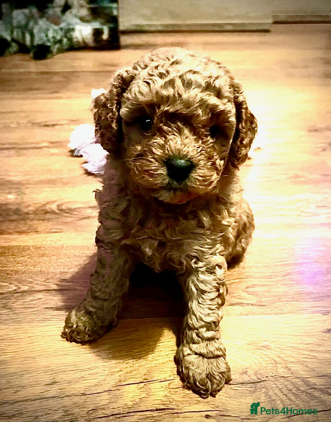 Cavapoo dogs for sale: Gorgeous Red Cavapoo Puppies - Image 4