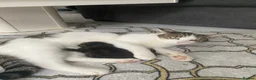 European cats for sale: Adorable male kitten in Bexleyheath - Advert 1