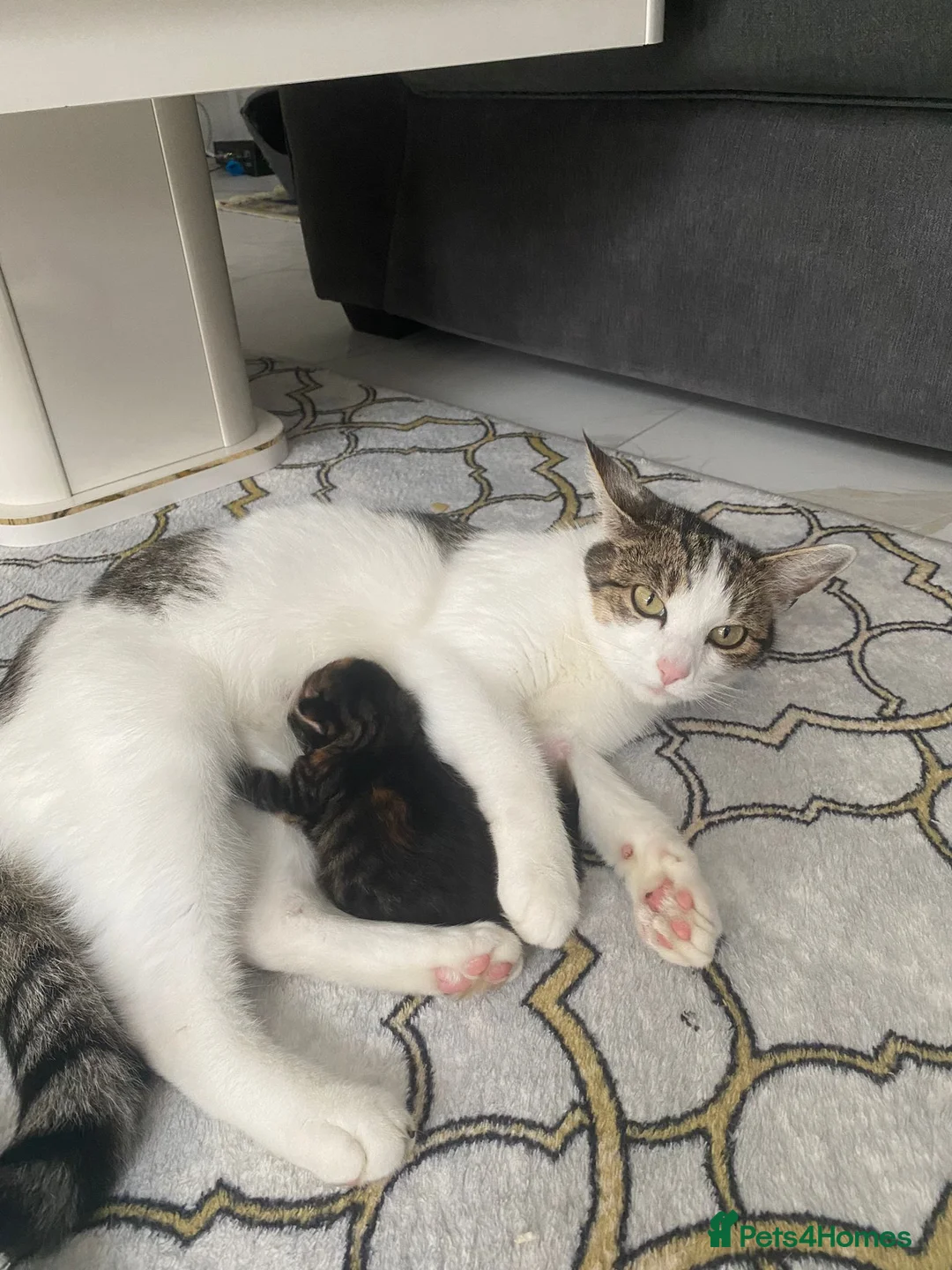 European cats for sale: Adorable male kitten in Bexleyheath - Advert 1