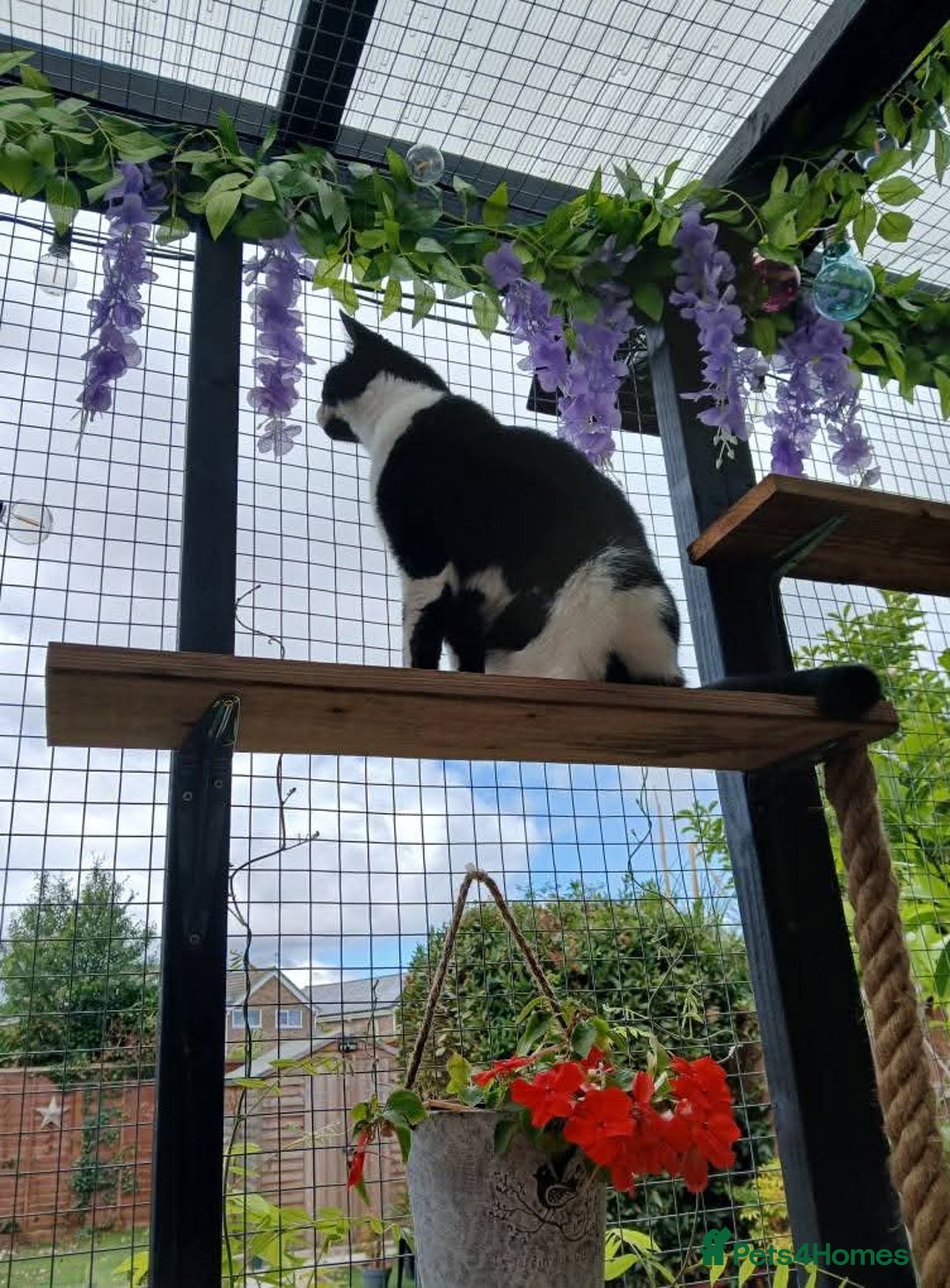 Mixed Breed cats for sale: Two indoor females seeking loving home together  - Image 11