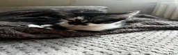 Mixed Breed cats for sale: 5 kittens for sale in St Albans - Advert 14