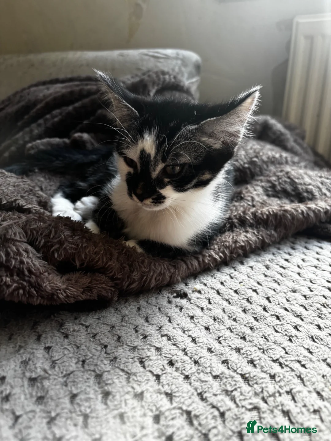 Mixed Breed cats for sale: 5 kittens for sale in St Albans - Advert 14