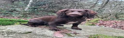 Cocker Spaniel dogs for sale: Cocker Spaniel Puppies For Sale in Bridgend - Advert 1
