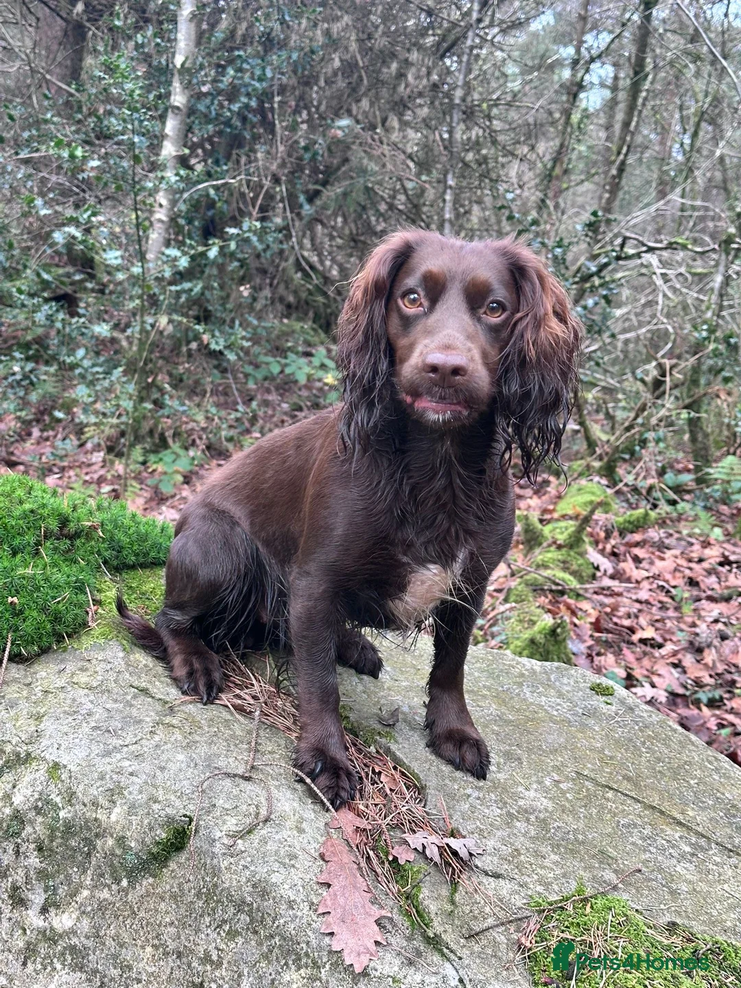 Cocker Spaniel dogs for sale: Cocker Spaniel Puppies For Sale in Bridgend - Advert 1