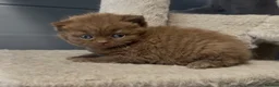 British Shorthair cats for sale:  Beautiful chunky cinnamon kitten boy available - Advert 6