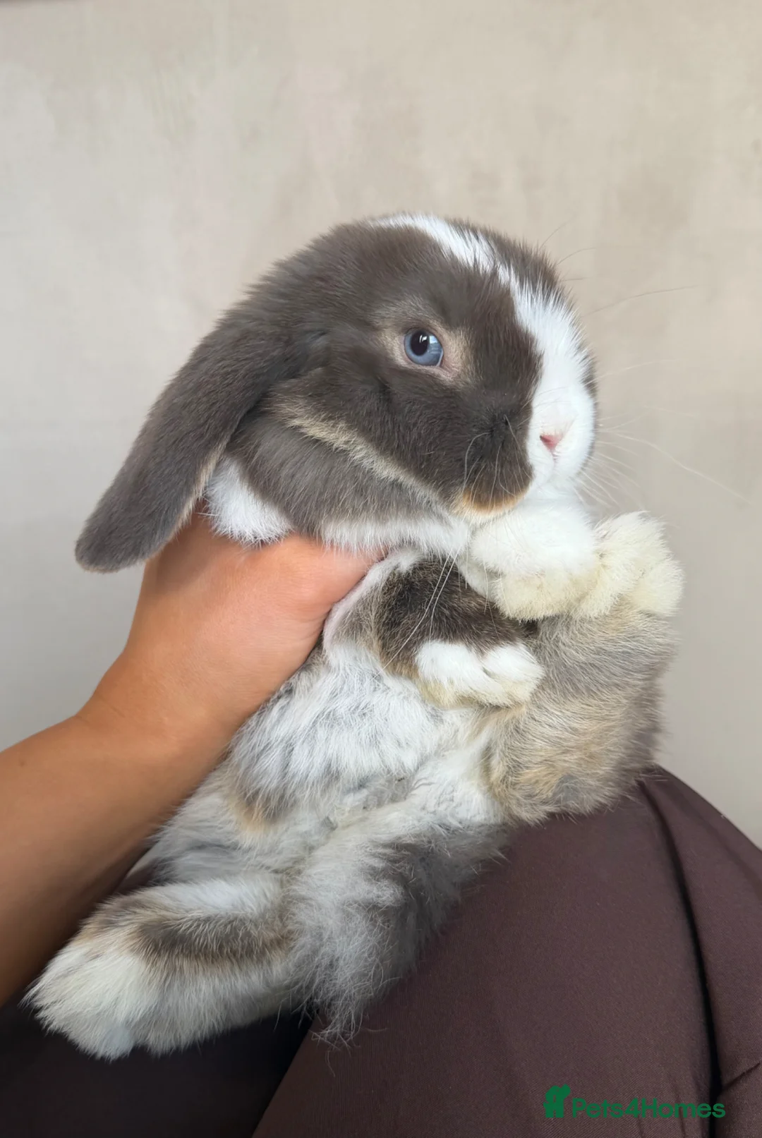 Mini Lop rabbits for sale: mini lop boy  - Advert 1