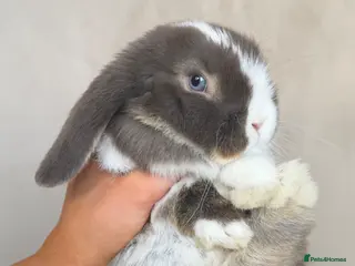 Mini Lop rabbits mini lop boy - Advert 5
