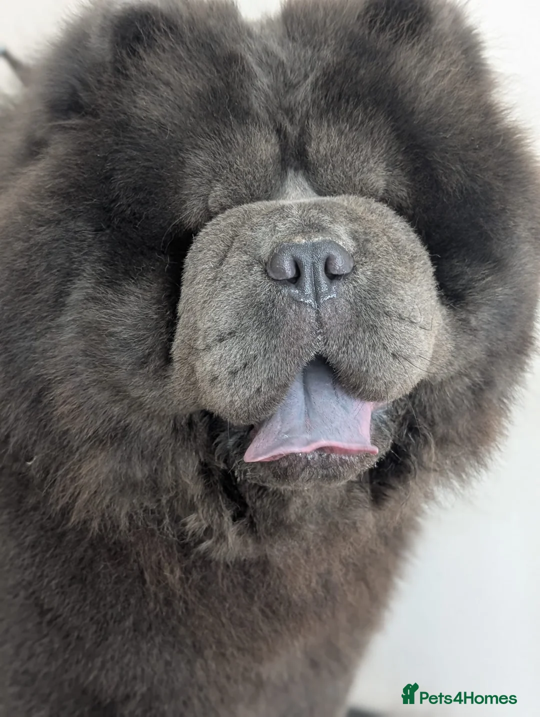 Chow Chow dogs for stud: Blue Teddy Chow Chow up for Stud - Advert 4