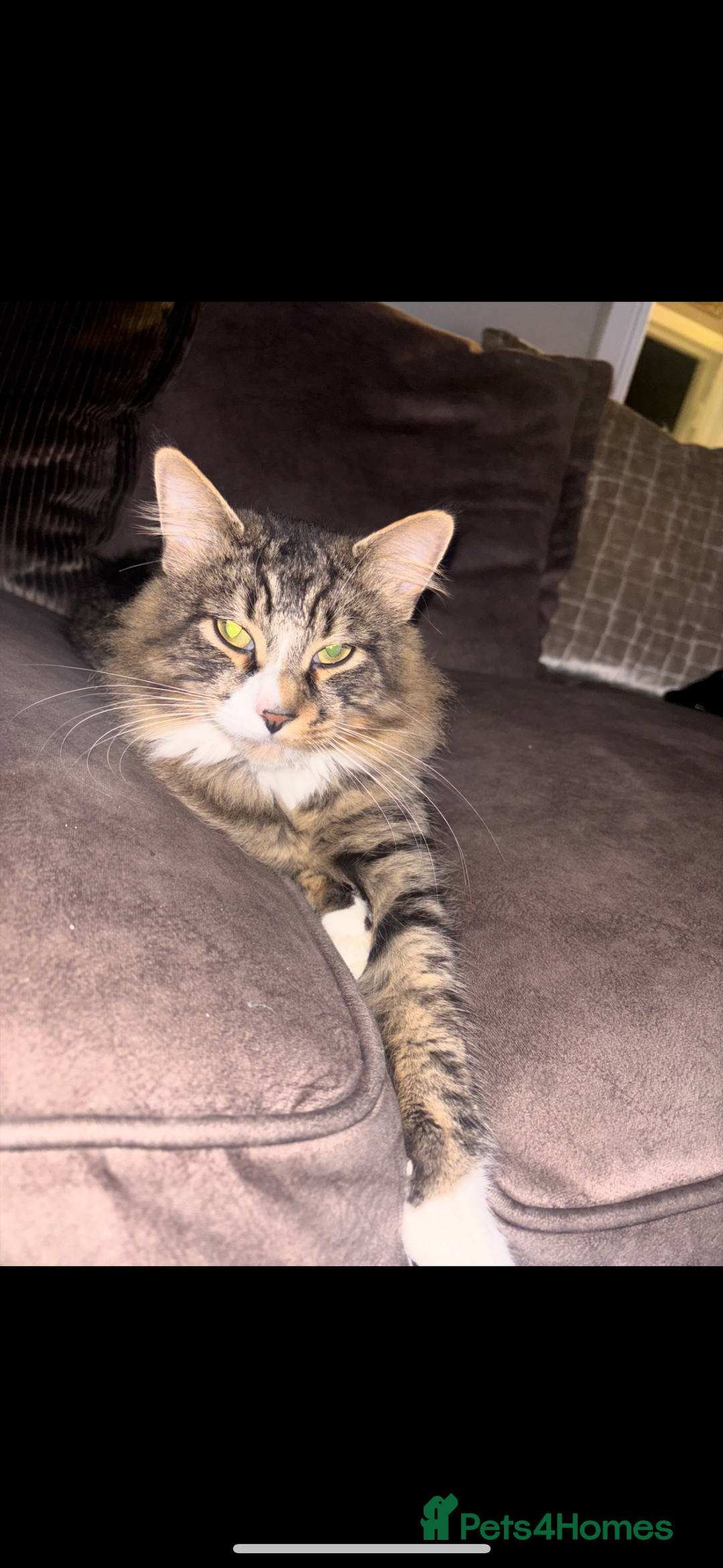 Mixed Breed cats for sale: Teddy  - Advert 3