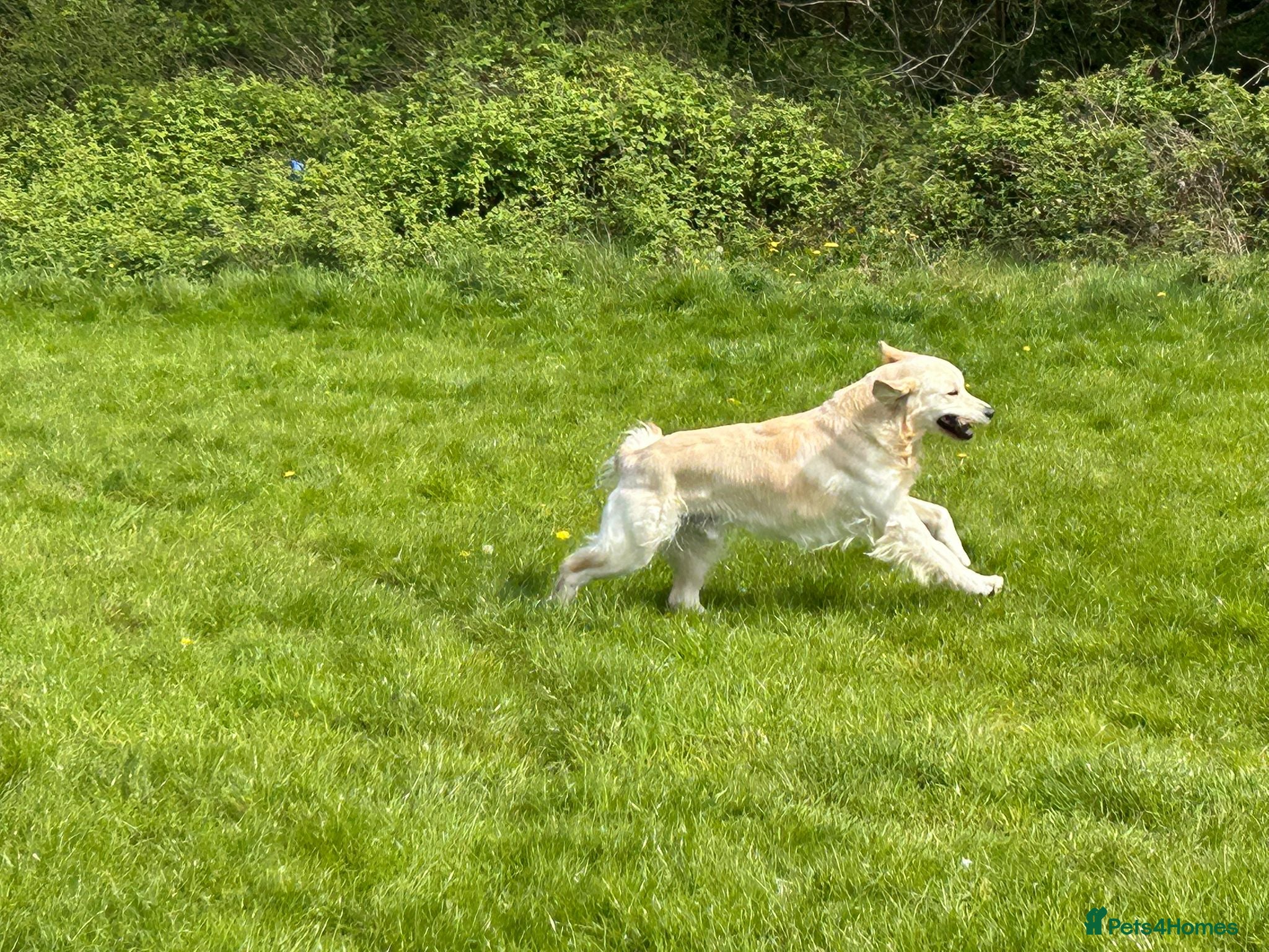 Golden Retriever dogs for stud: Health test golden retriever stud - Advert 4