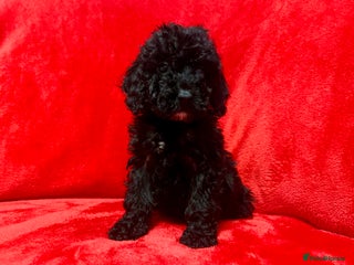 Cockapoo dogs 🐶 2 Cockerpoos– Ready to Leave Friday🐶 - Advert 1