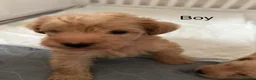 Schnoodle dogs for sale: Gorgeous Schnoodle Pups for Sale  - Advert 4