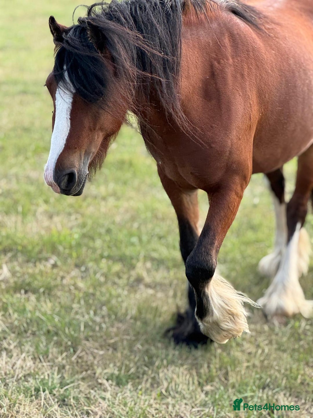 Irish Cob horses for sale: Buster  - Image 5