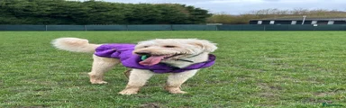 HuskyDoodle